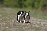 BOSTON TERRIER 189